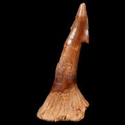 1.9" Sawfish Fossil Tooth Barb Onchopristis Numidus Cretaceous Dinosaur Era COA