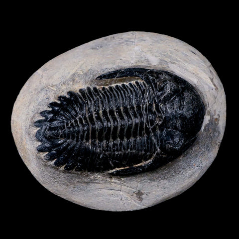 2.6" Metacanthina Issoumourensis Trilobite Fossil Devonian Age 400 Mil Yrs Old COA - Fossil Age Minerals