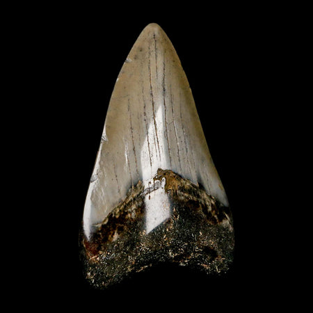 2.8" Quality Megalodon Shark Tooth Serrated Fossil Natural Miocene Age COA