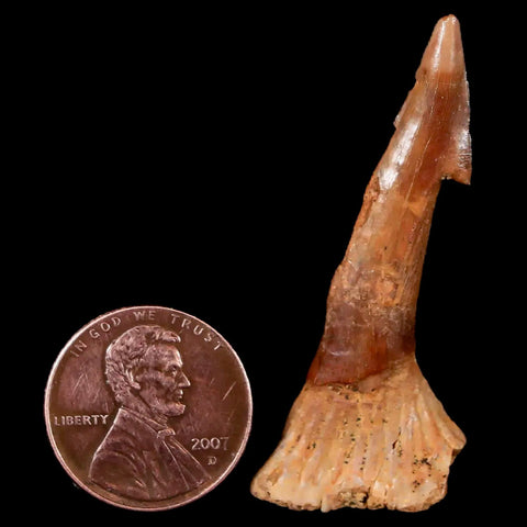 1.9" Sawfish Fossil Tooth Barb Onchopristis Numidus Cretaceous Dinosaur Era COA - Fossil Age Minerals