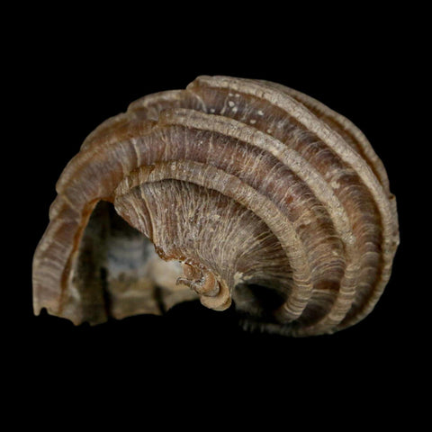 1.9" Ecphora Gardnerae Gastropod Fossil Shell Lee Creek Miocene Epoch North Carolina - Fossil Age Minerals