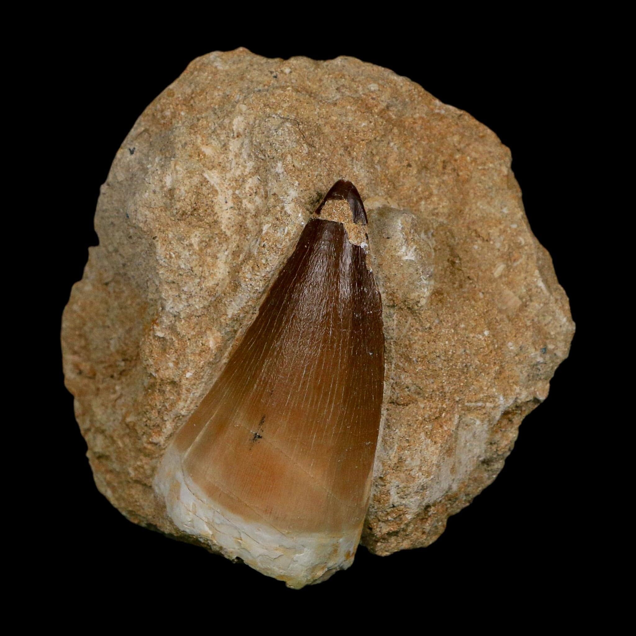 XL 2.4" Mosasaur Prognathodon Fossil Tooth In Matrix Cretaceous Dinosaur Era COA - Fossil Age Minerals