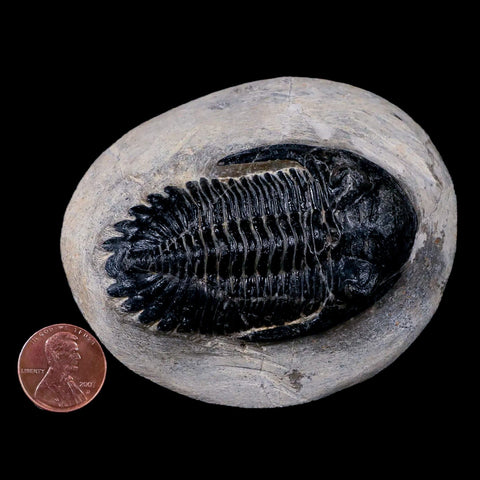 2.6" Metacanthina Issoumourensis Trilobite Fossil Devonian Age 400 Mil Yrs Old COA - Fossil Age Minerals