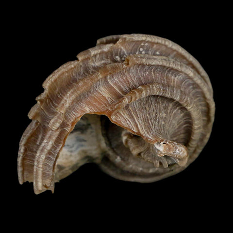 1.9" Ecphora Gardnerae Gastropod Fossil Shell Lee Creek Miocene Epoch North Carolina - Fossil Age Minerals