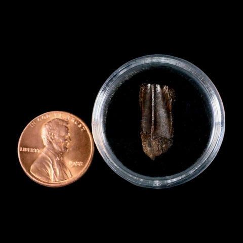 0.7" Parasaurolophus Fossil Tooth Judith River Cretaceous Dinosaur MT COA Display