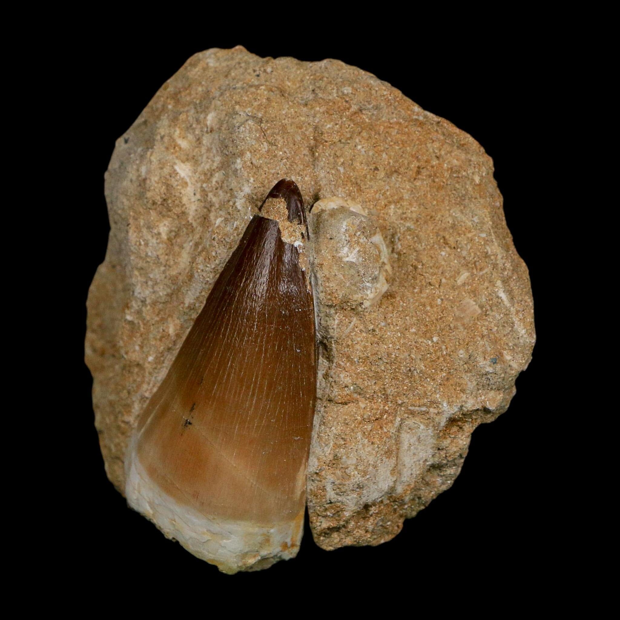 XL 2.4" Mosasaur Prognathodon Fossil Tooth In Matrix Cretaceous Dinosaur Era COA - Fossil Age Minerals