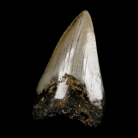2.8" Quality Megalodon Shark Tooth Serrated Fossil Natural Miocene Age COA