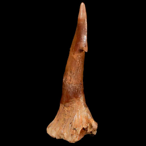 1.9" Sawfish Fossil Tooth Barb Onchopristis Numidus Cretaceous Dinosaur Era COA - Fossil Age Minerals