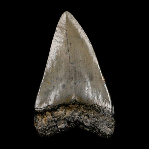 2.8" Quality Megalodon Shark Tooth Serrated Fossil Natural Miocene Age COA