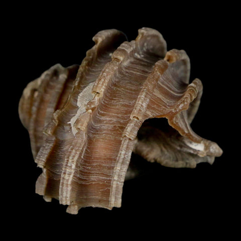 1.9" Ecphora Gardnerae Gastropod Fossil Shell Lee Creek Miocene Epoch North Carolina - Fossil Age Minerals