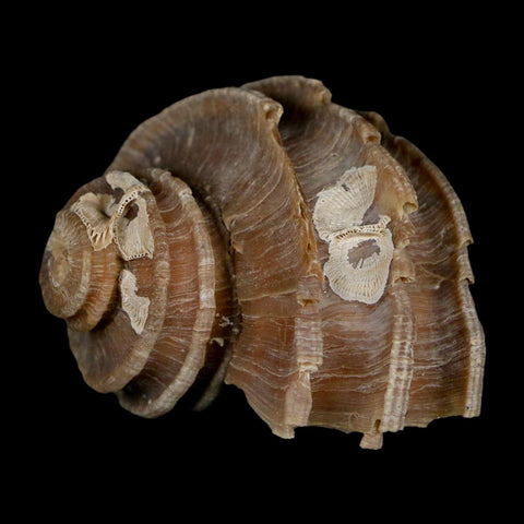 1.9" Ecphora Gardnerae Gastropod Fossil Shell Lee Creek Miocene Epoch North Carolina - Fossil Age Minerals