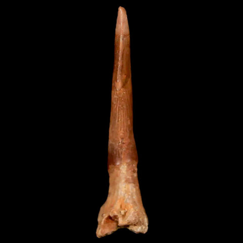 1.9" Sawfish Fossil Tooth Barb Onchopristis Numidus Cretaceous Dinosaur Era COA - Fossil Age Minerals