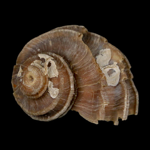 1.9" Ecphora Gardnerae Gastropod Fossil Shell Lee Creek Miocene Epoch North Carolina - Fossil Age Minerals