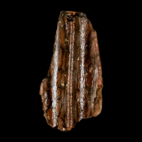 0.6" Lambeosaurus Fossil Tooth Judith River FM MT Cretaceous Dinosaur COA Display - Fossil Age Minerals