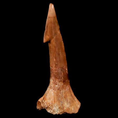 1.9" Sawfish Fossil Tooth Barb Onchopristis Numidus Cretaceous Dinosaur Era COA