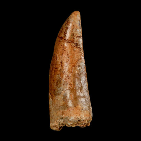 XL 2.9" Carcharodontosaurus Serrated Fossil Tooth Cretaceous Theropod Dinosaur COA - Fossil Age Minerals