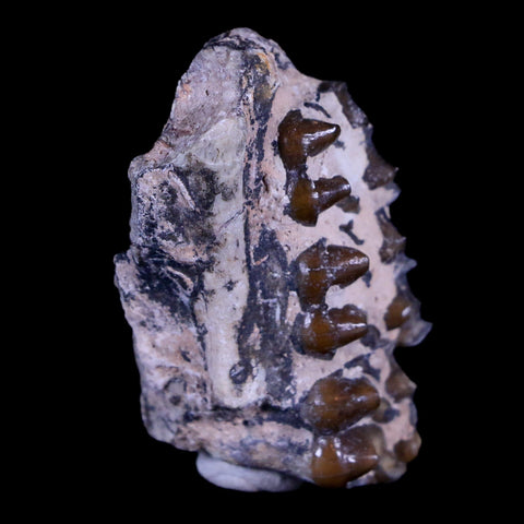 1.5" Mesohippus Fossil Jaw Teeth Three Toed Horse Oligocene Age SD Badlands COA - Fossil Age Minerals