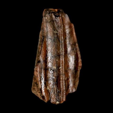 0.6" Lambeosaurus Fossil Tooth Judith River FM MT Cretaceous Dinosaur COA Display - Fossil Age Minerals