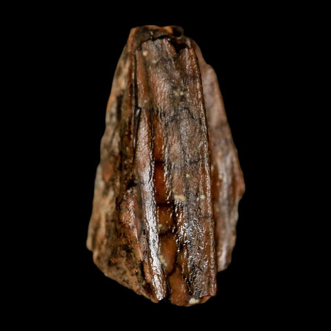 0.6" Lambeosaurus Fossil Tooth Judith River FM MT Cretaceous Dinosaur COA Display - Fossil Age Minerals