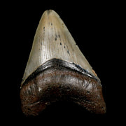 3" Quality Megalodon Shark Tooth Serrated Fossil Natural Miocene Age COA