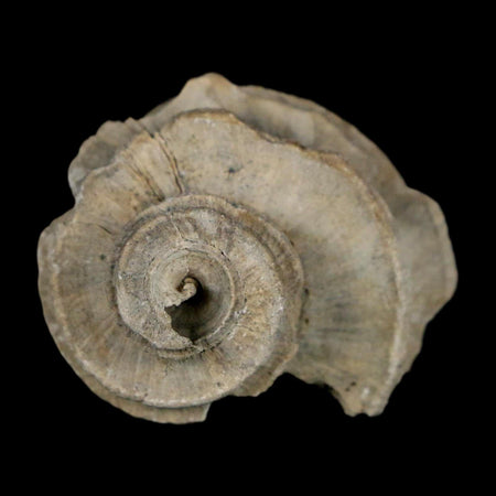 1.4" Ecphora Gardnerae Gastropod Fossil Shell Lee Creek Miocene Epoch North Carolina