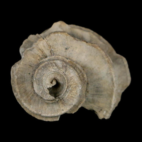 1.4" Ecphora Gardnerae Gastropod Fossil Shell Lee Creek Miocene Epoch North Carolina - Fossil Age Minerals