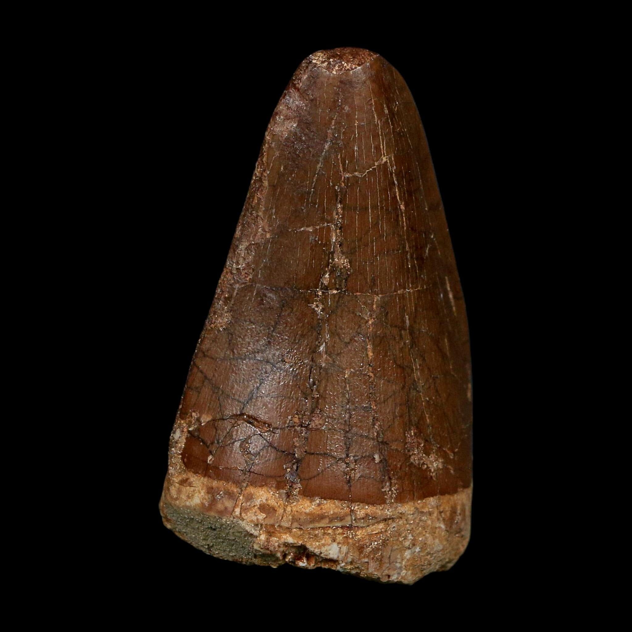 XL 2.3" Tylosaurus Mosasaur Fossil Tooth Cretaceous Dinosaur Era COA, Stand - Fossil Age Minerals