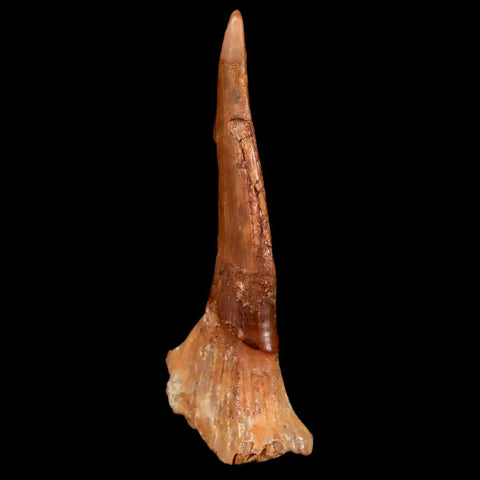 1.9" Sawfish Fossil Tooth Barb Onchopristis Numidus Cretaceous Dinosaur Era COA - Fossil Age Minerals