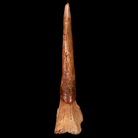 1.9" Sawfish Fossil Tooth Barb Onchopristis Numidus Cretaceous Dinosaur Era COA - Fossil Age Minerals