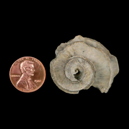 1.4" Ecphora Gardnerae Gastropod Fossil Shell Lee Creek Miocene Epoch North Carolina