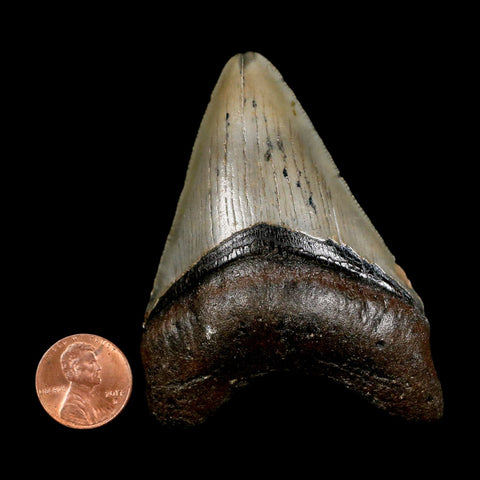 3" Quality Megalodon Shark Tooth Serrated Fossil Natural Miocene Age COA