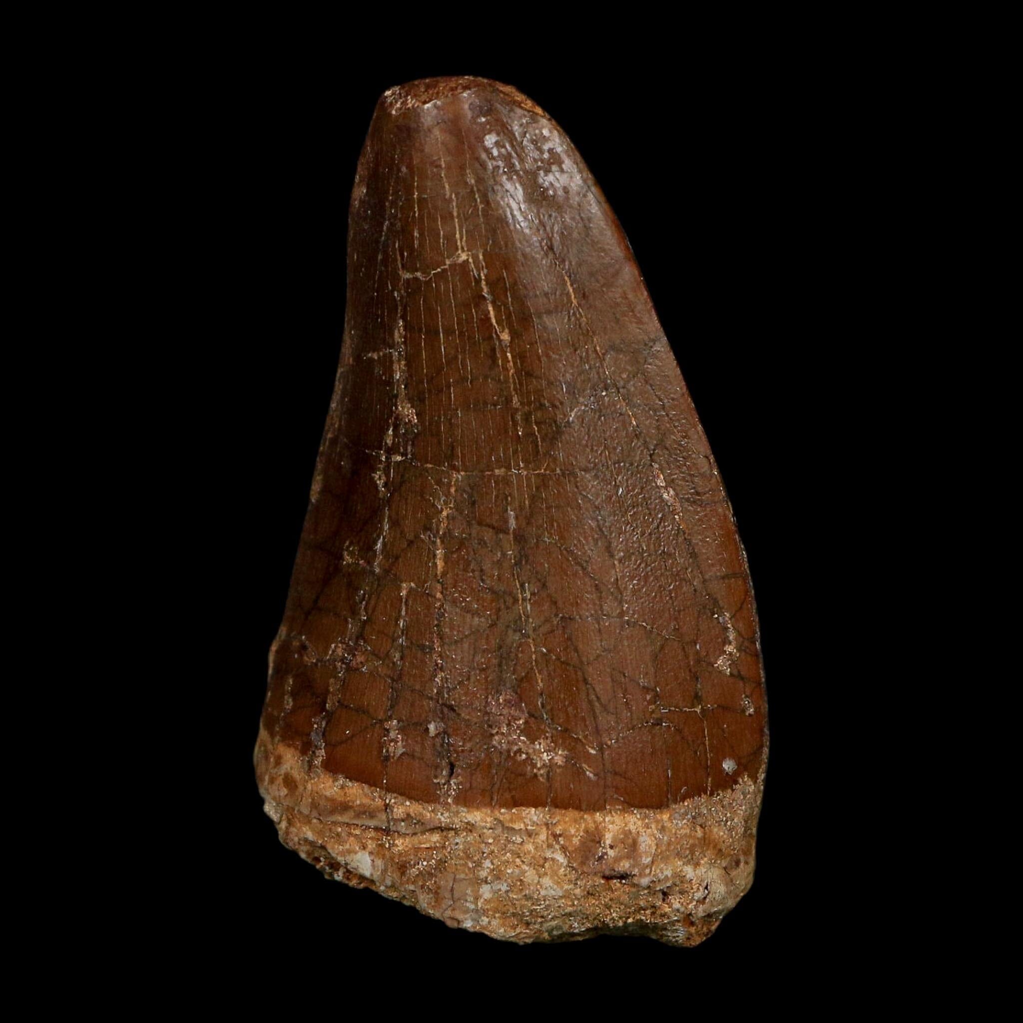 XL 2.3" Tylosaurus Mosasaur Fossil Tooth Cretaceous Dinosaur Era COA, Stand - Fossil Age Minerals