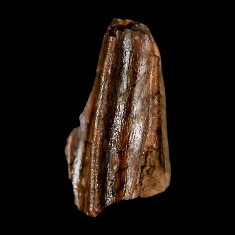 0.6" Lambeosaurus Fossil Tooth Judith River FM MT Cretaceous Dinosaur COA Display - Fossil Age Minerals