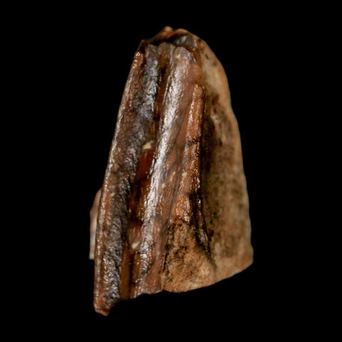 0.6" Lambeosaurus Fossil Tooth Judith River FM MT Cretaceous Dinosaur COA Display - Fossil Age Minerals