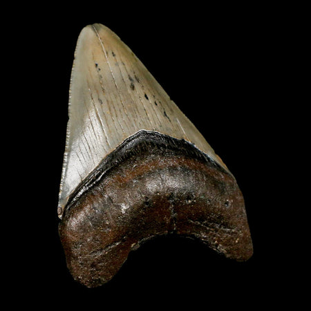 3" Quality Megalodon Shark Tooth Serrated Fossil Natural Miocene Age COA