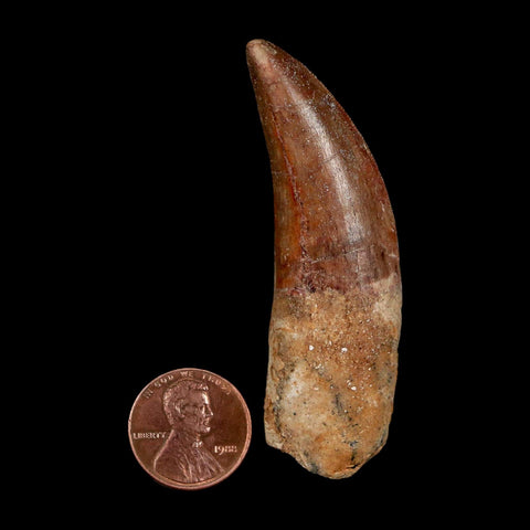 XL 2.7" Carcharodontosaurus Serrated Fossil Tooth Cretaceous Theropod Dinosaur COA - Fossil Age Minerals