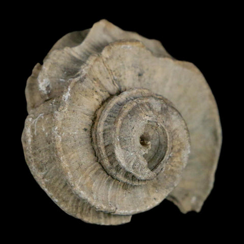 1.4" Ecphora Gardnerae Gastropod Fossil Shell Lee Creek Miocene Epoch North Carolina - Fossil Age Minerals