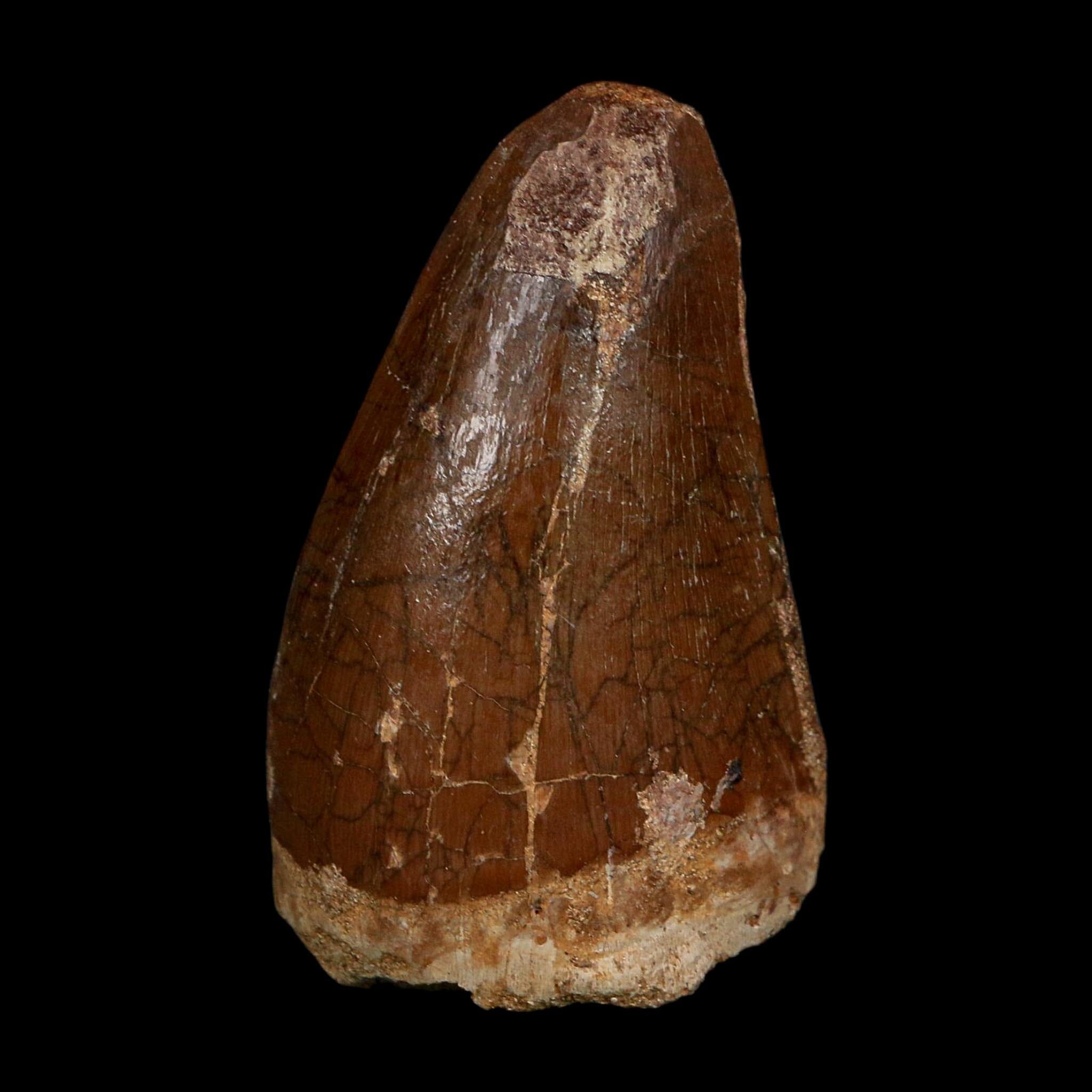 XL 2.3" Tylosaurus Mosasaur Fossil Tooth Cretaceous Dinosaur Era COA, Stand - Fossil Age Minerals