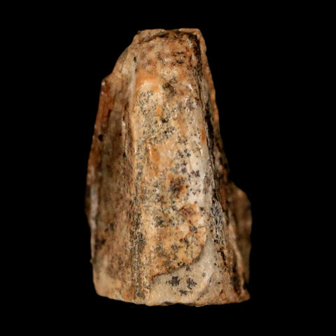 0.6" Lambeosaurus Fossil Tooth Judith River FM MT Cretaceous Dinosaur COA Display - Fossil Age Minerals