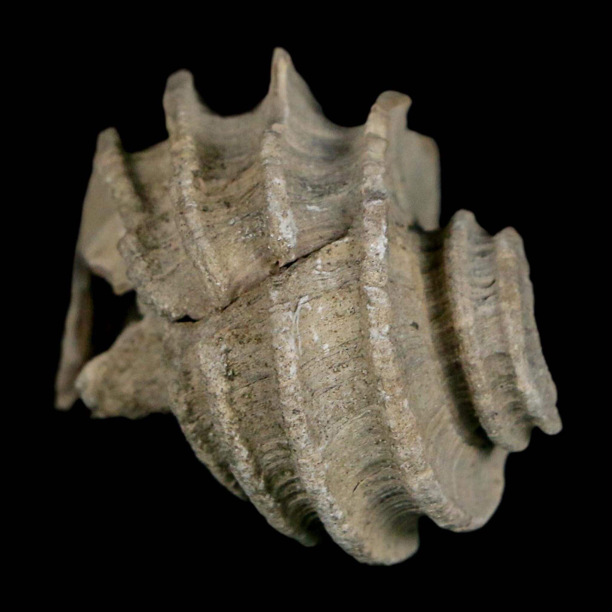 1.4" Ecphora Gardnerae Gastropod Fossil Shell Lee Creek Miocene Epoch North Carolina - Fossil Age Minerals