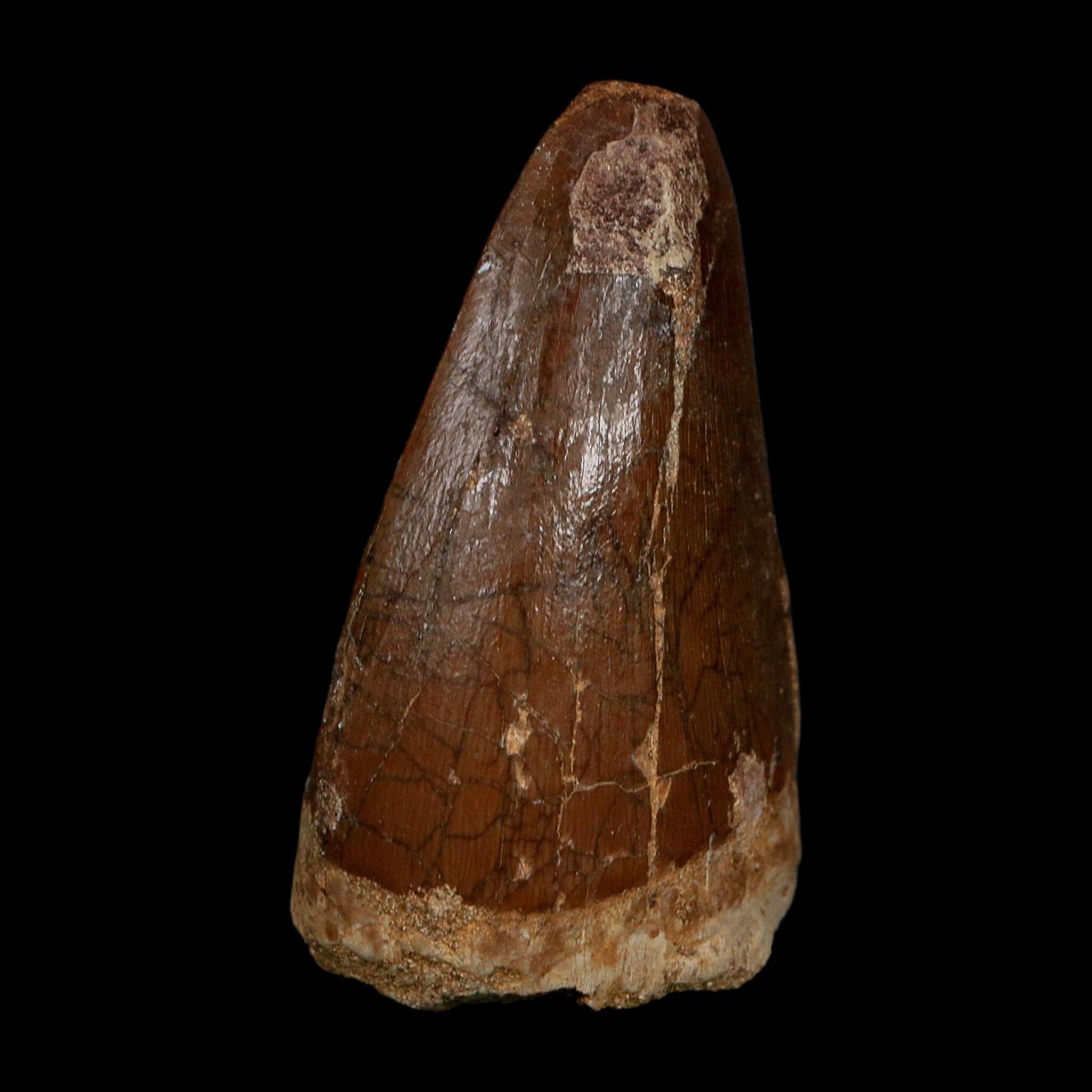 XL 2.3" Tylosaurus Mosasaur Fossil Tooth Cretaceous Dinosaur Era COA, Stand - Fossil Age Minerals