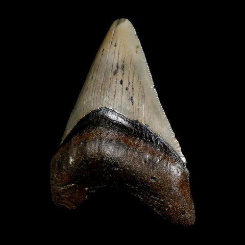 3" Quality Megalodon Shark Tooth Serrated Fossil Natural Miocene Age COA