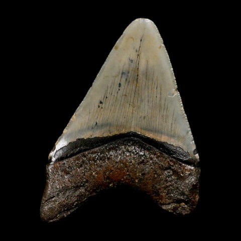 3" Quality Megalodon Shark Tooth Serrated Fossil Natural Miocene Age COA