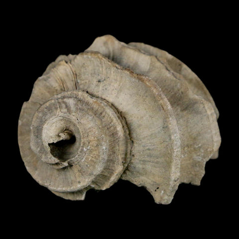 1.4" Ecphora Gardnerae Gastropod Fossil Shell Lee Creek Miocene Epoch North Carolina - Fossil Age Minerals