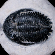 2.3" Metacanthina Issoumourensis Trilobite Fossil Devonian Age 400 Mil Yrs Old COA