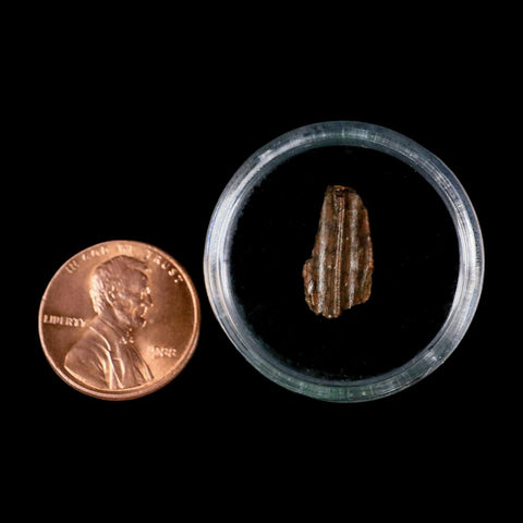 0.6" Lambeosaurus Fossil Tooth Judith River FM MT Cretaceous Dinosaur COA Display - Fossil Age Minerals