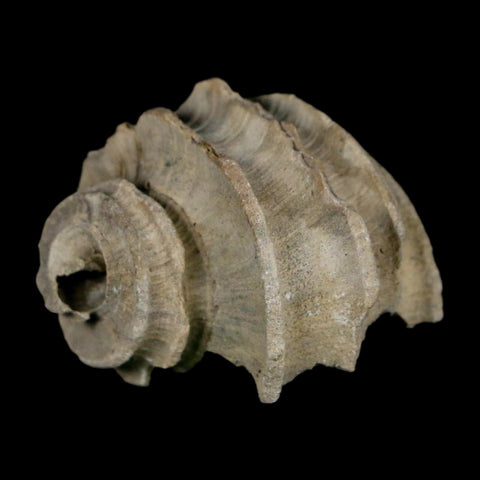 1.4" Ecphora Gardnerae Gastropod Fossil Shell Lee Creek Miocene Epoch North Carolina - Fossil Age Minerals