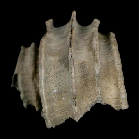 1.4" Ecphora Gardnerae Gastropod Fossil Shell Lee Creek Miocene Epoch North Carolina - Fossil Age Minerals