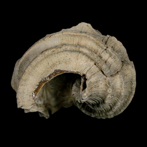 1.4" Ecphora Gardnerae Gastropod Fossil Shell Lee Creek Miocene Epoch North Carolina - Fossil Age Minerals