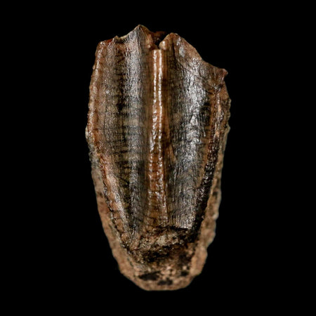 0.6" Lambeosaurus Fossil Tooth Judith River FM MT Cretaceous Dinosaur COA Display